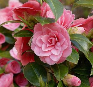 best shrubs for shade | camellia