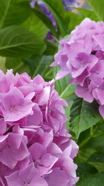 10 Best Shrubs For Shade Areas - Backyardpatiolife