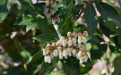 best shrubs for shade | Andromeda