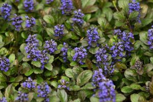 low maintenance backyard plants | ajuga