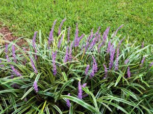 low maintenance plants | Liriopetrobe