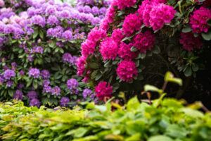 best shrubs for shade | rhododendrons 