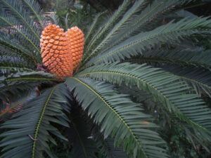 low maintenance backyard plants | cycad