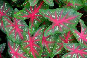 low maintenance backyard plants | caladium