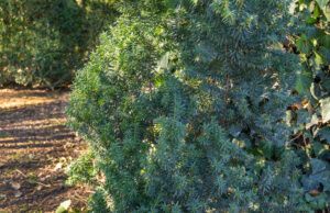 best shrubs for shade | Yew