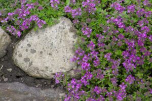 creeping thyme