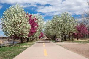good shade trees for small yards | crabapple