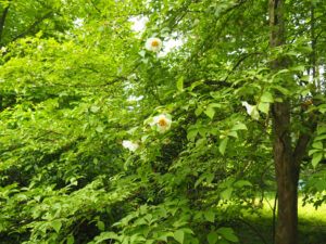 good shade trees for small yards