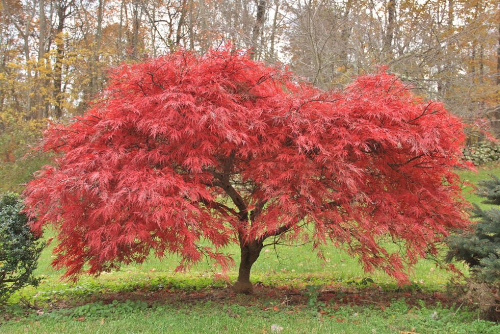 Good Shade Trees for Small Yards - BackyardPatioLife