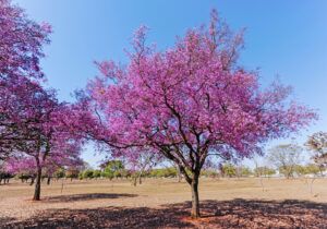 good shade trees for small yards | crepe myrtle
