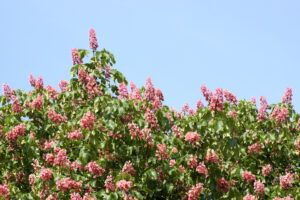 good shade trees for small yards | red buckeye tree