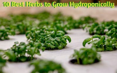 best herbs to grow hydroponically