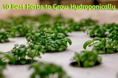 10 Best Herbs to Grow Hydroponically