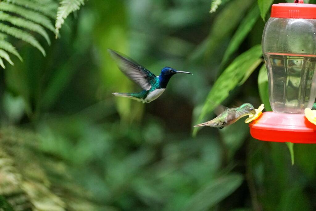 Hummingbird Feeder