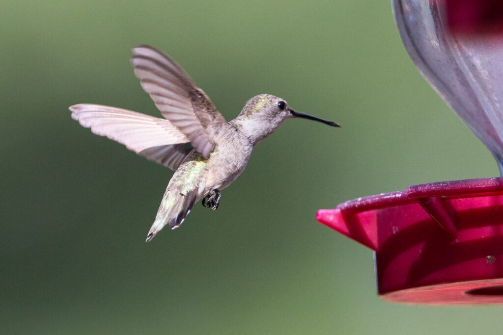 Hummingbird Feeder