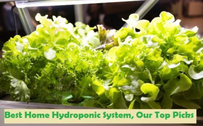 best home hydroponic system