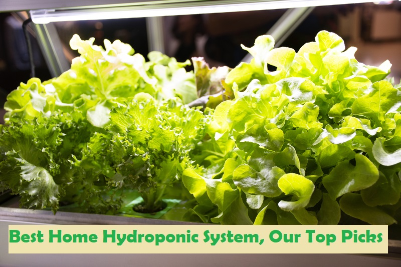 5 Best Home Hydroponic System, Our Top Picks