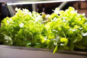 best home hydroponic system