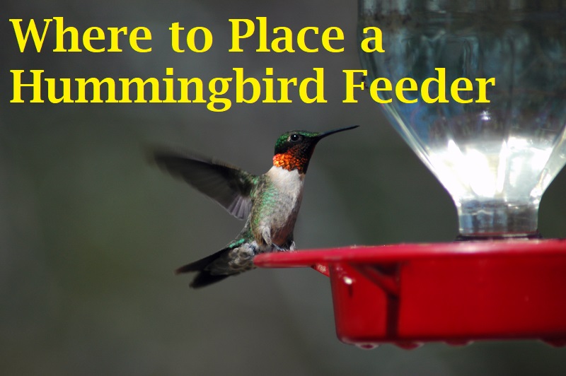 where to place a hummingbird feeder