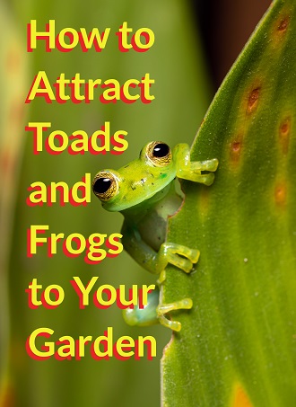 How to Attract Toads and Frogs to Your Garden