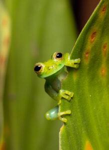 how to attract toads and frogs to your garden