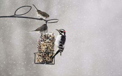 Bird feeders for the winter months