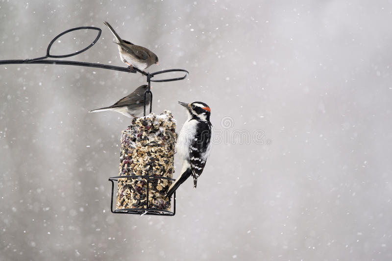 Bird feeders for the winter months