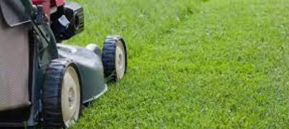How to Maintain Lawn in Winter