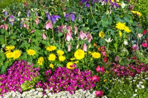 flower-bed-with-beautiful-blossoms-of-differnt-perennial-plants