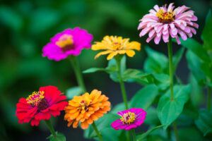different-colors-of-zinnia-flowers