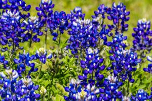 texass-bluebonnet-wildflowers