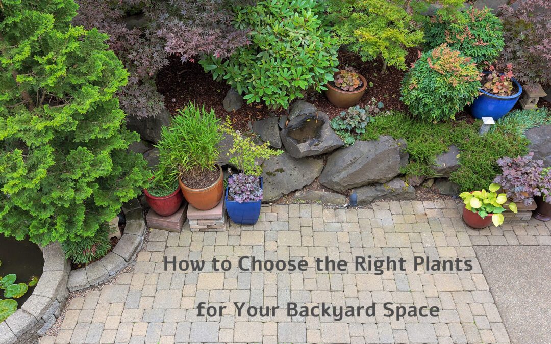 Right Plants for Your Backyard