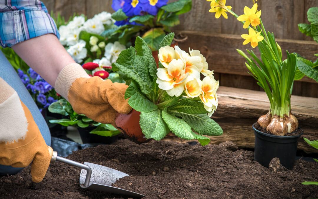 featured-image-gardener-planting-flowers-in-backyard