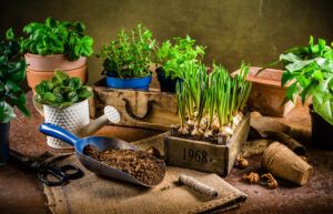 herbs-and-plant-in-pots