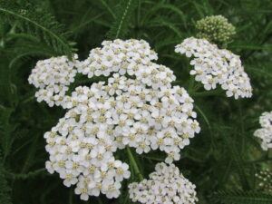 yarrow-flowers-and-leaves