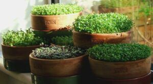 microgreens