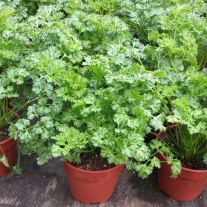 parsley