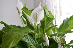 peace-lili-plant