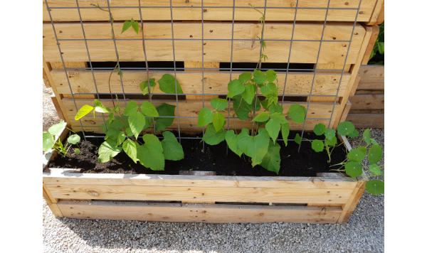 Plant box with built-in trellise