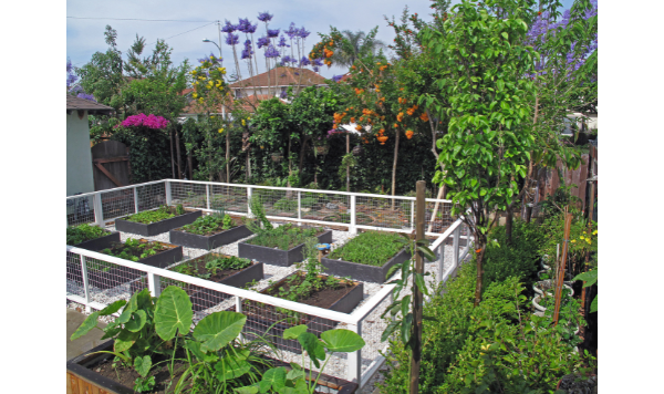 Raised garden beds with white fence