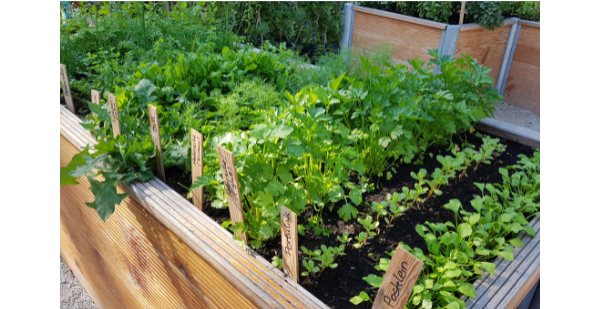 Raised beds with different kinds of vegetables