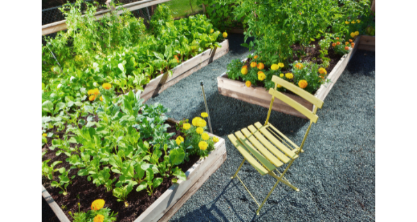 Raised beds with variety of plants