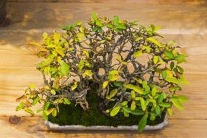 bonsai privet