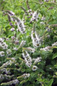 catmint for garden insect management
