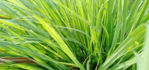 lemongrass plant for mosquitoes