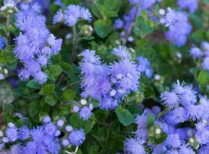 ageratum flowers