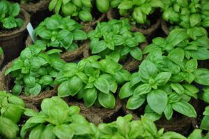 great basil as natural repellent