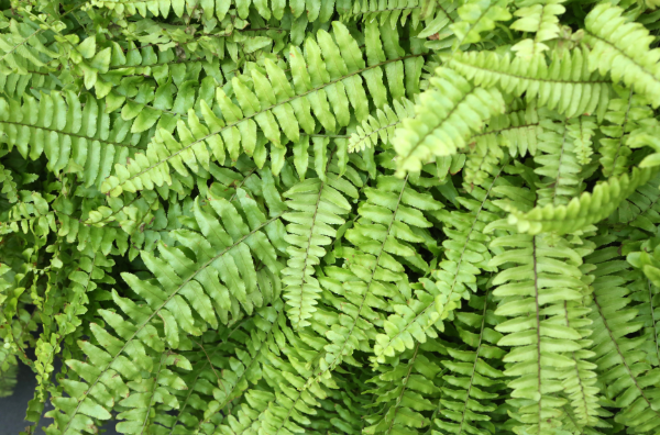 Pet safe Boston fern