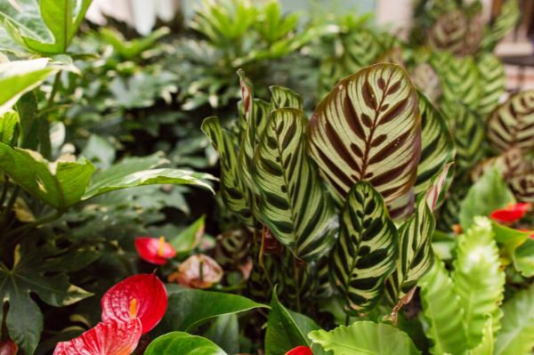 Calathea Makoyana with other plants growing in the backyard