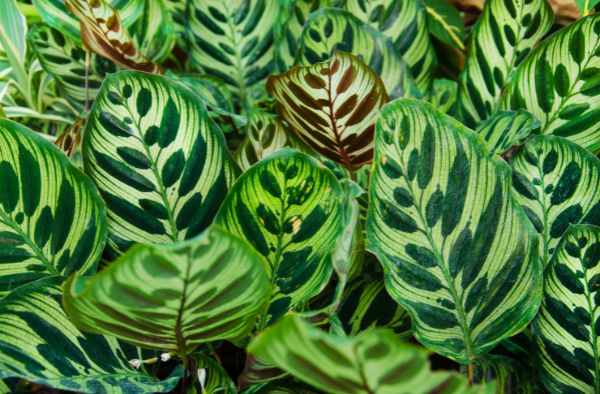 Calathea Makoyana